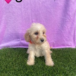 Adopt a dog:Minature cockerpoo 6 left/Cockapoo/Female/Sex: Mixed Litter,Our beautiful Lola has had 8 stunning puppies. Dad is a Minature poodle. They are used to house noise and children and would create the perfect pet. Each puppy comes with a starter pack. They have been wormed deflead microchipped and also have had a vet check and there first ja