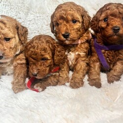 Toy poodles puppies for sale/Toy Poodle/Female/Sex: Female,Here we have a beautiful letter of four toy poodle puppies what our girl Sandy brought into this world the 11th of May 2026 puppies are all healthy and well they are friendly kind loving cuddle very playful and willing to know they have such soft smooth coats they get handled daily by my children and me 