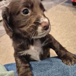 Two stunning KC reg Cocker Spaniel bitch puppies for sale (WCS)/Cocker Spaniel/Female/Sex: Female,Our home bred girl has had a stunning, healthy litter of puppies.