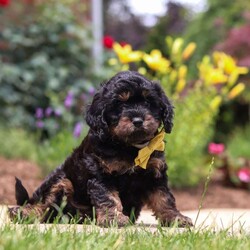 Alex/Cavapoo									Puppy/Male	/7 Weeks,Hi, my name is Alex, and I’m an absolutely adorable Cavapoo puppy with a sweet personality and a heart full of love! I’m a playful and affectionate little pup who loves being around people, exploring my surroundings, and enjoying all the exciting little adventures life has to offer. I have a gentle nature, a happy spirit, and a lovable personality that makes me the perfect companion. With my soft, fluffy coat, precious puppy eyes, and charming Cavapoo qualities, I’m sure to melt the hearts of everyone I meet. I’m excited to find my forever family where I can share endless cuddles, love, and so many wonderful memories!