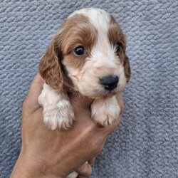 Cockapoo puppies/Cockapoo/Female/Sex: Mixed Litter,Here we have 6 adorable cockapoo puppies looking for there forever home