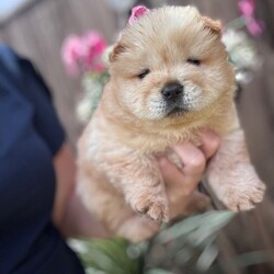 Adopt a dog:Chow chow/Chow Chow/Female/Sex: Mixed Litter,Ready to leave now eight week old Chow Chow puppies four boys and one girl beautiful puppies true to their breed with a blue tongue