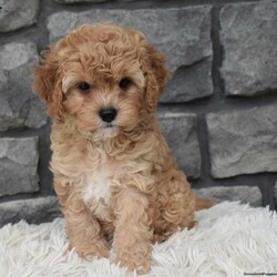 Maggie/Cavapoo									Puppy/Female	/11 Weeks,I offer a one year health guarantee. Up to date on shots and dewormings. I’m looking for a loving indoor home. Maggie is well socialized and loves attention. She is excellent with kids and other pets. Her expected adult weight is 12 to 15 pounds. Maggie loves to cuddle. She has a beautiful wavy hair coat. Shipping options are available anywhere in the US. All Sunday calls are returned on Mondays. Thanks Jon