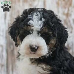 India/Mini Bernedoodle									Puppy/Female	/7 Weeks,Meet India a Multigenerational Mini Bernedoodle puppy looking for a new home. This tri-colored, curly-haired little sweetheart will be sure to be your best friend! Looking for a companion to go on a walk, play with your children in the grass, or cuddle on the couch then look no further than India! Family raised, up to date on shots and dewormer, and comes with a 1 year genetic health guarantee. She’s socialized with our children, who help care for the puppies!! She comes with a small bag of food, blanket, toy and a collar. Give us a call today! We’re open Monday-Saturday 8-8 and closed on Sundays. Sunday messages will be returned on Monday. Country Echo Pets,  Raymond Lapp Sunbury Pa 17801 Pa License #17927