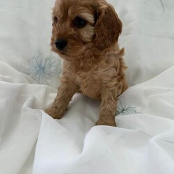 Adopt a dog:Cavapoo F1/Cavapoo/Female/Sex: Mixed Litter,Proud to present these four bundles of joy F1 cavapoos. The mam is a cavalier king charles and the dad is a toy poodle. They are ready for their forever homes on the 5th of July. The pups will come microchiped, health tested and would of had their first vaccinations. They will come with a bag of food they have been weened on and a comfort blanket for their new journeys. These have been raised around my 5 daughters so are outstanding with children and are used to everyday noises in a household. Viewings are more than welcome. A £200 non refundable deposit will reserve your pup . Thanks for taking the time to look.