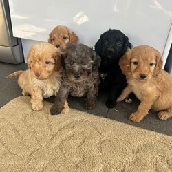 Stunning F1B cockapoo pups/Cockapoo/Female/Sex: Mixed Litter,A stunning litter of 5 cockapoo pups now searching for their new home . There is 3 boys and 2 girls . Mum is our family pet cockapoo and she has done brilliantly raising them . Dad was a poodle stud we chose to use and pictured can be seen of him at viewings along with his health check paperwork . Pups will be microchipped before leaving for their new homes with card provided. They have been wormed to date and checked for fleas on a regular basis . They are eating and drinking well also . They are coming from a family home so very familiar with kids and household noises . I have started to introduce the use of puppy pads but still hit and miss at this age . Amy more questions or to arrange a viewing please message .