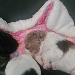 Adopt a dog:F2 cockerpoo  puppy /Cockapoo/Female/Sex: Female,We have 1 lovely little girl penny looking for her new home  she was born on the 5th April she has been brought up in the family home around children and grandchildren use to a busy household she is 11 weeks old ready to leave now