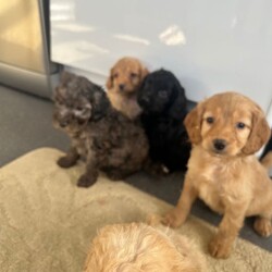 Stunning F1B cockapoo pups/Cockapoo/Female/Sex: Mixed Litter,A stunning litter of 5 cockapoo pups now searching for their new home . There is 3 boys and 2 girls . Mum is our family pet cockapoo and she has done brilliantly raising them . Dad was a poodle stud we chose to use and pictured can be seen of him at viewings along with his health check paperwork . Pups will be microchipped before leaving for their new homes with card provided. They have been wormed to date and checked for fleas on a regular basis . They are eating and drinking well also . They are coming from a family home so very familiar with kids and household noises . I have started to introduce the use of puppy pads but still hit and miss at this age . Amy more questions or to arrange a viewing please message .