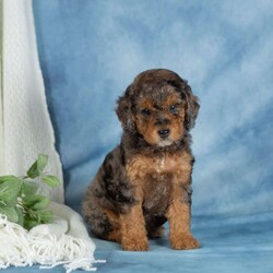 Charlie/Miniature Poodle									Puppy/Male	/April 29th, 2026,These adorable Mini Poodle puppies are ready to find their furever homes! With their beautiful coats, playful personalities, and confident spirits, they are excited to meet the world at your side. Family raised with lots of love and attention, these little ones are very well socialized and have been exposed to everyday household sights and sounds, making them well prepared to become a happy part of your family.