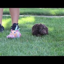 Atlas/Cockapoo									Puppy/Male	/7 Weeks,Hi, my name is Hudson, and I’m an adorable Cockapoo puppy with a big heart and an even bigger personality! I’m looking for a loving forever family to share all of life’s special moments with. With my soft, wavy coat, bright eyes, and playful spirit, I’m sure to bring endless happiness, laughter, and companionship wherever I go. I love meeting new people and have been raised with plenty of love and attention, helping me develop a friendly and affectionate personality. Whether I’m chasing a favorite toy, exploring the yard, learning new things, or curling up beside you for a cozy nap, I’m happiest when I’m spending time with my family.