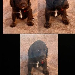 Kobiten terriers/Cocker Spaniel/Female/Sex: Mixed Litter,Lovely kobiten terriers puppies for sale 4 boys 4 girls lovey temperament mum can be seen on day of viewing all been recent wormed up to date and microchipped to a loving and caring home only.