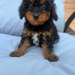 Adopt a dog:F2B Cavapoo puppies /Cavapoo/Female/Sex: Male,My gorgeous, Tinkerbell on the 27th  of March, gave birth to 4 healthy babies! 1 girl and 3 boy