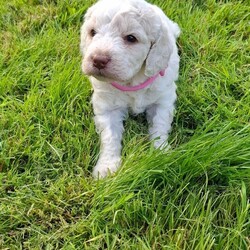 Beautiful Cockapoo Puppies For Sale /Cockapoo/Female/Sex: Mixed Litter,Beautiful cockapoo puppies for sale 3 Boys and 3 Girls Available They have fantastic personality's and are used to children and family life. Mum is a chocolate cockapoo, and can be seen, as she is our very loved family pet. Farther is a kc registered Apricot miniature poodle. The puppies are 4 weeks old and are ready to leave and find there forever homes at 8 weeks old on the 10th July 2026 They are microchipped, and fully up to date with worming. and have been health checked by the vet. Deposit can secure.