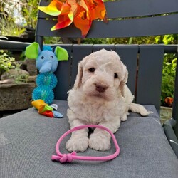 Beautiful Cockapoo Puppies For Sale /Cockapoo/Female/Sex: Mixed Litter,Beautiful cockapoo puppies for sale 3 Boys and 3 Girls Available They have fantastic personality's and are used to children and family life. Mum is a chocolate cockapoo, and can be seen, as she is our very loved family pet. Farther is a kc registered Apricot miniature poodle. The puppies are 4 weeks old and are ready to leave and find there forever homes at 8 weeks old on the 10th July 2026 They are microchipped, and fully up to date with worming. and have been health checked by the vet. Deposit can secure.