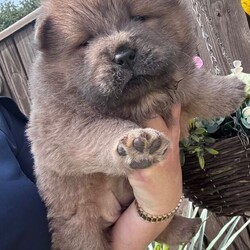 Adopt a dog:Chow chow/Chow Chow/Female/Sex: Mixed Litter,Ready to leave now eight week old Chow Chow puppies four boys and one girl beautiful puppies true to their breed with a blue tongue
