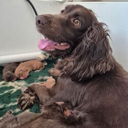 Two stunning KC reg Cocker Spaniel bitch puppies for sale (WCS)/Cocker Spaniel/Female/Sex: Female,Our home bred girl has had a stunning, healthy litter of puppies.
