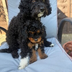 Adopt a dog:F2B Cavapoo puppies /Cavapoo/Female/Sex: Male,My gorgeous, Tinkerbell on the 27th  of March, gave birth to 4 healthy babies! 1 girl and 3 boy