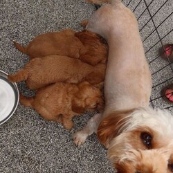 7 Cavapoo puppy’s for sale /Cavapoo/Female/Sex: Mixed Litter,My beautiful pet lady has had 7 Cavapoo puppy’s, 5 girls and 2 boys!! We’re so happy but unfortunately can’t afford to keep them all, looking for loving homes. Ready to go in 2 weeks. 
