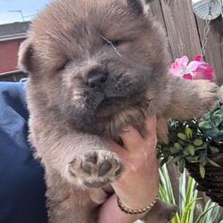 Adopt a dog:Chow chow/Chow Chow/Female/Sex: Mixed Litter,Ready to leave now eight week old Chow Chow puppies four boys and one girl beautiful puppies true to their breed with a blue tongue