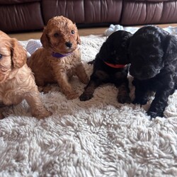 Adopt a dog:Stunning cockapoo puppie a/Cockapoo/Female/Sex: Mixed Litter,Our precious girl lLyra a cockopoo with a deep red curly coated cockapoo. The first and only litter of six stunning cockapoo puppies..