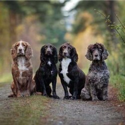Two stunning KC reg Cocker Spaniel bitch puppies for sale (WCS)/Cocker Spaniel/Female/Sex: Female,Our home bred girl has had a stunning, healthy litter of puppies.