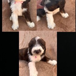 Kobiten terriers/Cocker Spaniel/Female/Sex: Mixed Litter,Lovely kobiten terriers puppies for sale 4 boys 4 girls lovey temperament mum can be seen on day of viewing all been recent wormed up to date and microchipped to a loving and caring home only.