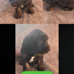 Kobiten terriers/Cocker Spaniel/Female/Sex: Mixed Litter,Lovely kobiten terriers puppies for sale 4 boys 4 girls lovey temperament mum can be seen on day of viewing all been recent wormed up to date and microchipped to a loving and caring home only.