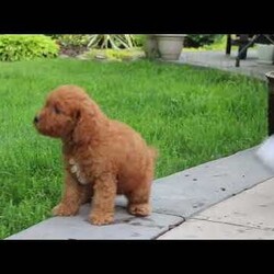 Tucker/Cavapoo									Puppy/Male	/11 Weeks,Meet Tucker, a F1B cavapoo! He’s full of energy, curiosity, and unconditional love, always ready to explore, chase toys, and discover something new. When the day winds down, he’s happiest curled up close, soaking in every cuddle with his sweet, gentle nature. His petite size makes him even more special, offering the perfect blend of affection, fun, and charm. He’ll make a wonderful companion for families, singles, or anyone looking for a loyal little friend.