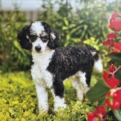 Jax/Mini Bernedoodle									Puppy/Male	/7 Weeks,Jax is a handsome big boy. He will be a loving , loyal addition to your family.  