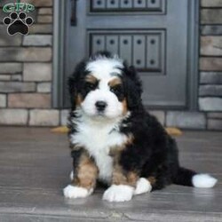 Jax/Mini Bernedoodle									Puppy/Male	/7 Weeks,Jax is a handsome big boy. He will be a loving , loyal addition to your family.  