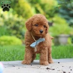 Tucker/Cavapoo									Puppy/Male	/11 Weeks,Meet Tucker, a F1B cavapoo! He’s full of energy, curiosity, and unconditional love, always ready to explore, chase toys, and discover something new. When the day winds down, he’s happiest curled up close, soaking in every cuddle with his sweet, gentle nature. His petite size makes him even more special, offering the perfect blend of affection, fun, and charm. He’ll make a wonderful companion for families, singles, or anyone looking for a loyal little friend.