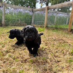 F1 cockapoo puppies /Cockapoo/Female/Sex: Male,We have a beautiful litter of F1 cockapoo puppies, looking for their new home at the start of July - just in time for the start of the school holidays!