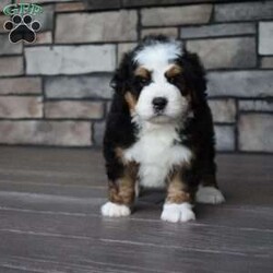 Jax/Mini Bernedoodle									Puppy/Male	/7 Weeks,Jax is a handsome big boy. He will be a loving , loyal addition to your family.  