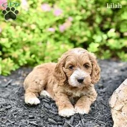 Lilah/Cockapoo									Puppy/Female	/7 Weeks,Our adorable Cockapoo puppies are looking for loving forever homes! These sweet puppies are family raised and have been socialized from an early age, making them friendly, affectionate, and well-adjusted companions. They are used to being around children and enjoy playtime and attention, making them wonderful additions to families of all sizes.