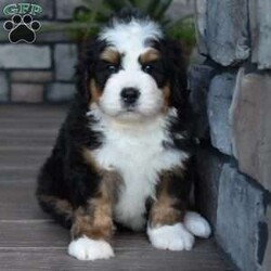 Jax/Mini Bernedoodle									Puppy/Male	/7 Weeks,Jax is a handsome big boy. He will be a loving , loyal addition to your family.  
