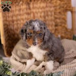 Caroline/Mini Bernedoodle									Puppy/Female	/7 Weeks,Introducing Caroline — a micro Bernedoodle merle girl so uniquely beautiful, she looks like she was dreamed up rather than born. Her soft, swirling merle coat is entirely her own, a one-of-a-kind pattern of blended tones that shifts and shimmers with every move she makes. She is tiny in stature, enormous in charm, and already the kind of puppy that makes people stop mid-sentence just to look at her.