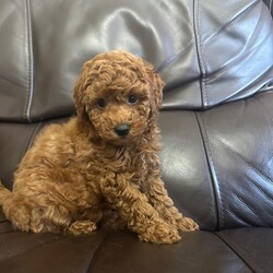 Adopt a dog:KC Reg PureBred Toy Poodle Pups/Toy Poodle/Female/Sex: Female,We are delighted to announce our lovely Bella has given birth to 3 stunning little Toy poodle Pups born on 15th May! They are ready to leave on 10th July