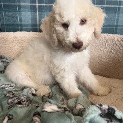 Adopt a dog:F1b bernedoodle puppies last sweet boy /Bernedoodle/Female/Sex: Mixed Litter,FULLY HEALTH TESTED PARENTS Due to being let down I now have a party cream boy available he is now fully vaccinated We are delighted to offer a beautiful litter of f1b benedoodle puppies raised in a loving family environment and will be well socialised from an early age
