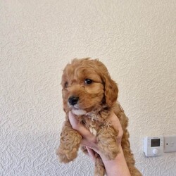 Cavapoo Puppies /Cavapoo/Female/Sex: Mixed Litter,Cavapoo Puppies boys and girls available.  Mum is our Blenheim Cavalier King Charles and Dad is our miniature Poodle both parent's healthy and good natured.  Puppies will be Vet checked vaccinated and microchiped before going to their new homes.  Lovely wee Puppies used to children and other dogs.  A deposit of £100 will secure your chosen puppy.  Genuine Enquiries Only.  