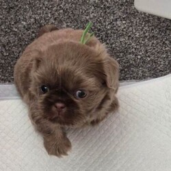 Lavender imperial shihtzus /Shih Tzu/Female/Sex: Mixed Litter,We have 1 girl available with lilac collar and 1 boy with red collar on. I own mum and dad .pups was born on 4th June. All ready to leave for new sofas on 30th July. Come with kc registered microchiped  1st needles full health  checked  by vet puppy pack. Can be see in our home with mum and dad.