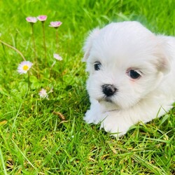 Adopt a dog:Malshi puppies for sale/Malshi/Female/Sex: Mixed Litter,Beautiful Malshi puppies for sale. Boy and 1 girl sold. Two gorgeous girls still available