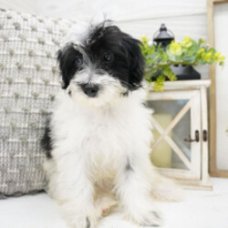 Adopt a dog:Callie/Pomapoo/Female/March 18, 2026,Hi, I'm Callie! I'm a 16-week-old female Pomapoo. My dad is a Poodle and my mom is a Pomeranian. I have a beautiful black & white coat, and I was born on March 18. I am ready now to plan my trip to my forever family. Once I reach my adult size, I'm expected to weigh between 7–12 lbs. I'm UABR registered. My paws are ready to pitter-patter through your home and heart.