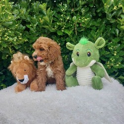 Adopt a dog:Exceptional F1 Cavapoo Puppies /Cavapoo/Female/Sex: Male,Our stunning litter of all male Cavapoo puppies are ready to leave for their new families (04-07-26). Mum is our family loved pet   Dora and Dad is King Charles Cavalier CHASE who is extensively health tested Clear    each puppy has its own unique personality and will leave with individual health certificates and first vaccine.  All puppies are well socialised and have been getting along with our neighbours two cats. We will add all new owners to a WhatsApp group so that we can keep in touch and watch them all grow together.