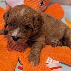 Stunning extensively health tested F1 cavapoos/Cavapoo/Female/Sex: Mixed Litter,We are proud to announce the arrival of our stunning extensively health tested F1 Cavapoo puppies.