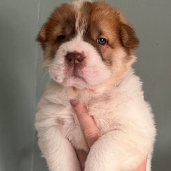 Adopt a dog:Beautiful flower bearcoat shar pei kc reg /Shar Pei/Female/Sex: Mixed Litter,Millie and Barney have had a stunning litter of 7 flower bear coat shar pei .