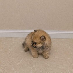 Pomeranian Puppies /Pomeranian/Female/Sex: Mixed Litter,We are delighted to announce our Pomeranian has had 4 healthy babys