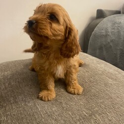 Adopt a dog:F1 Cavapoo puppies /Cavapoo/Female/Sex: Mixed Litter,Gorgeous  Cavapoo puppies  ready to leave for their new forever homes shortly..Mum is our Blenhiem cavalier She is a very intelligent loving mother  . Dad is a Pedigree Miniature poodle. dad is PRA CLEAR.The pups are already showing strong signs of being well adjusted, happy family pets,  They have plenty of love and attention from adults and children alike making them very sociable... perfect for a family We will only release the puppies with a clean bill of health which includes: **Vet health checked **Wormed **Treated for fleas **1st vaccination ,Vaccination record,microchipped and Help and support with your new family member will always be available. If you are interested or would like more information for any of these beautiful pups please get in touch.