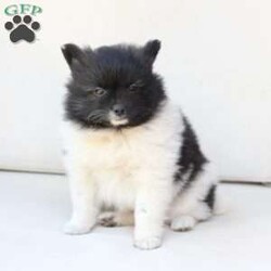 Callie/Pomeranian									Puppy/Female	/May 14th, 2026,Callie is one of three in her litter, her approximate adult weight is 7 to 8 pounds 