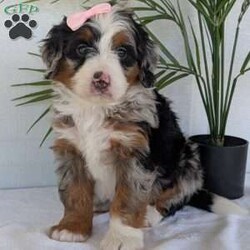 Annie/Mini Bernedoodle									Puppy/Female	/8 Weeks,Hello everyone! Meet our precious little girl, Annie. She is a beautiful F1 blue-merle mini bernedoodle with a very beautiful coat of soft wavy hair! Her coat is a very unique color of blue! Annie has a very sweet temperament andis very well socialized! She is very playful and is sure to make the perfect companion to anyone giving her a loving home! Annie would make the perfect companion to go on walks with or if you are looking for someone to snuggle up on the couch with she is always up for that as well! Annie will be available to go home on July 7th..