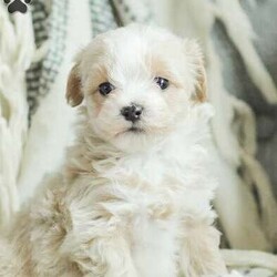 Arlo/Maltipoo									Puppy/Male	/7 Weeks,Our Maltipoo puppies will make the perfect addition to your family! They have calm and docile personalities and are absolutely adorable! Our children love to play with them and they get lots of cuddles and attention from them! 